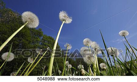 Common Dandelion, Bavaria, Germany View Large Photo Image Stock Photo - Common Dandelion, Bavaria, Germany . Fotosearch