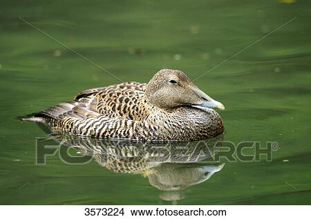 Common Eider (Somateria mollissima) on water, Zoo Augsburg, Germany View Large Photo Image Picture - Common Eider (Somateria mollissima) on water, Zoo Augsburg, Germany . Fotosearch