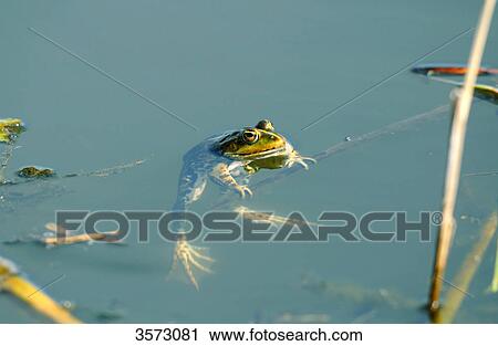 Stock Image - Common Frog (Rana temporaria) in water . Fotosearch
