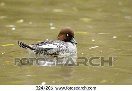 Stock Photography - Common Goldeneye (Bucephala clangula) swimming, zoological garden of Augsburg, Germany . Fotosearch