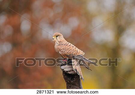 Stock Image - Common Kestrel (Falco tinnunculus) perching on tree stump, Bavaria, Germany . Fotosearch