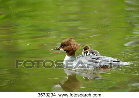 Common Merganser chick (Mergus merganser) on mother's back View Large Photo Image Picture - Common Merganser chick (Mergus merganser) on mother's back . Fotosearch