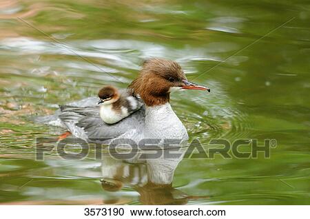 Common Merganser chick (Mergus merganser) on mother's back View Large Photo Image Stock Image - Common Merganser chick (Mergus merganser) on mother's back . Fotosearch