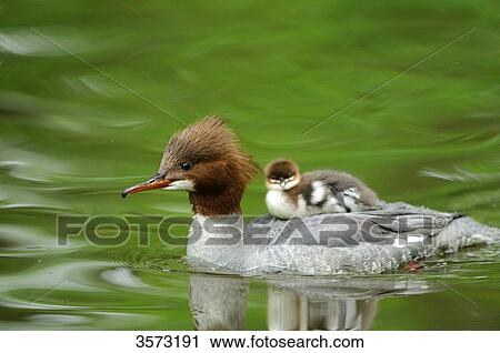 Common Merganser chick (Mergus merganser) on mother's back View Large Photo Image Stock Image - Common Merganser chick (Mergus merganser) on mother's back . Fotosearch
