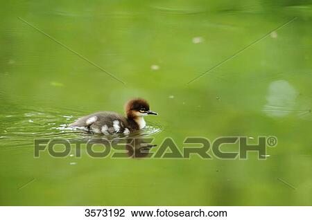 Common Merganser chick (Mergus merganser) swimming on water View Large Photo Image Stock Image - Common Merganser chick (Mergus merganser) swimming on water . Fotosearch