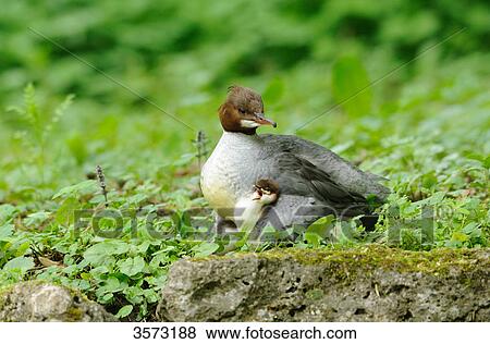 Stock Photo - Common Merganser chick (Mergus merganser) with mother . Fotosearch