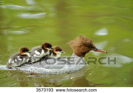 Stock Image - Common Merganser chicks (Mergus merganser) on mother's back . Fotosearch