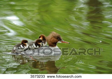 Common Merganser chicks (Mergus merganser) on mother's back View Large Photo Image Stock Image - Common Merganser chicks (Mergus merganser) on mother's back . Fotosearch