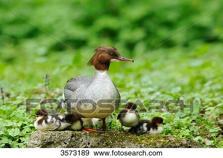 Stock Photo - Common Merganser chicks (Mergus merganser) with mother . Fotosearch