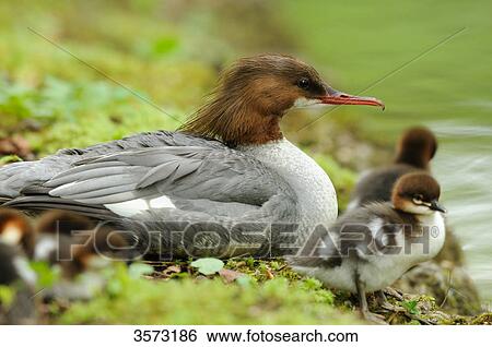 Common Merganser chicks (Mergus merganser) with mother View Large Photo Image Stock Photograph - Common Merganser chicks (Mergus merganser) with mother . Fotosearch