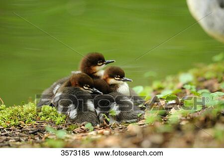 Stock Photography - Common Merganser chicks (Mergus merganser) by the waterside . Fotosearch
