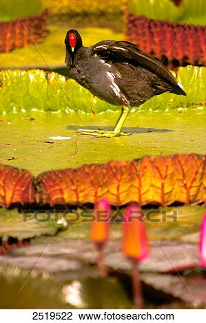Common moorhen (Gallinula chloropus) in pond View Large Photo Image Stock Image - Common moorhen (Gallinula chloropus) in pond . Fotosearch