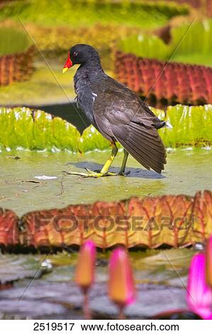Stock Photo - Common moorhen (Gallinula chloropus) in pond . Fotosearch