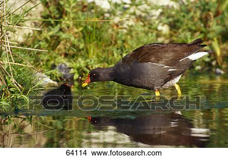 Common Moorhen (Gallinula chloropus) with its chick in water, Bavaria, Germany View Large Photo Image Picture - Common Moorhen (Gallinula chloropus) with its chick in water, Bavaria, Germany . Fotosearch