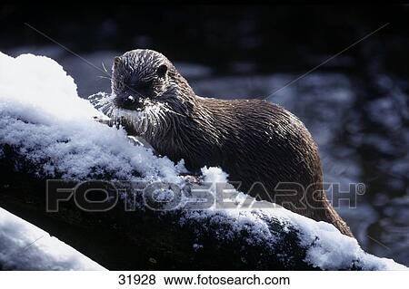 Stock Photo - Common Otter (Lutra lutra) on frozen branch, Bavarian Forest National Park, Bavaria, Germany . Fotosearch