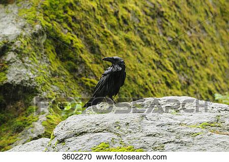 Common raven, Corvus corax, Germany, Europe View Large Photo Image Stock Image - Common raven, Corvus corax, Germany, Europe . Fotosearch