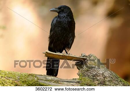 Common raven, Corvus corax, Germany, Europe View Large Photo Image Stock Image - Common raven, Corvus corax, Germany, Europe . Fotosearch