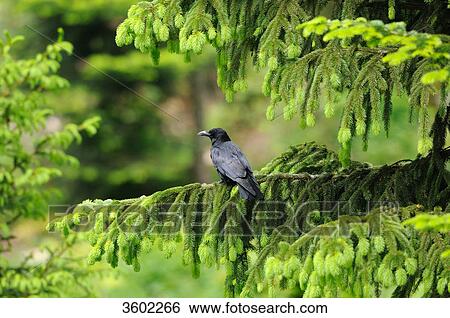 Common raven, Corvus corax, Germany View Large Photo Image Stock Photograph - Common raven, Corvus corax, Germany . Fotosearch