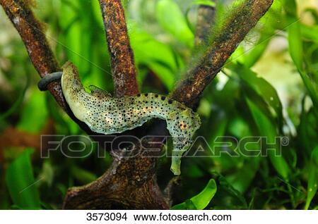 Picture - Common Seahorse (Hippocampus taeniopterus) . Fotosearch