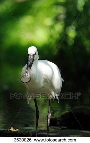 Common Spoonbill (Platalea leucorodia) standing in water View Large Photo Image Stock Photograph - Common Spoonbill (Platalea leucorodia) standing in water . Fotosearch