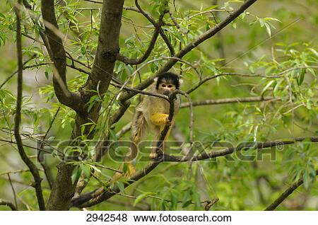 common squirrel monkey (Saimiri sciureus), full shot View Large Photo Image Stock Photo - common squirrel monkey (Saimiri sciureus), full shot . Fotosearch