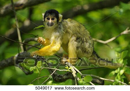 Stock Photo - Common squirrel monkey (Saimiri sciureus) . Fotosearch