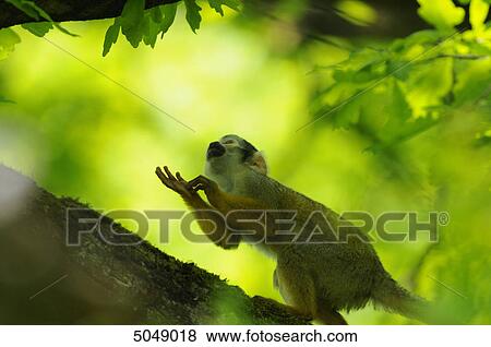 Stock Photo - Common squirrel monkey (Saimiri sciureus) . Fotosearch