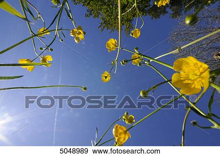 Stock Photo - Corn Buttercup (Ranunculus arvensis), Bavaria, Germany . Fotosearch