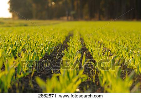 Stock Image - Corn crop growing in field, Bavaria, Germany . Fotosearch