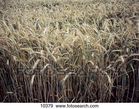 Corn growing in field View Large Photo Image Stock Photo - Corn growing in field . Fotosearch