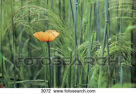 Corn poppy (Papaver rhoeas) growing between cereal plant, Germany View Large Photo Image Stock Image - Corn poppy (Papaver rhoeas) growing between cereal plant, Germany . Fotosearch