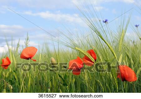 Corn puppy (Papaver rhoeas) in barley field, close-up View Large Photo Image Stock Photo - Corn puppy (Papaver rhoeas) in barley field, close-up . Fotosearch