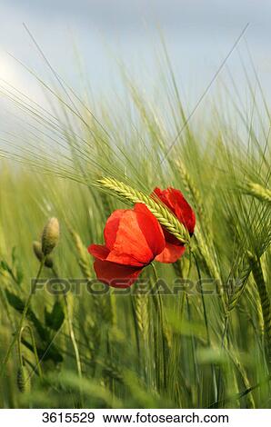 Corn puppy (Papaver rhoeas) in barley field, close-up View Large Photo Image Stock Photo - Corn puppy (Papaver rhoeas) in barley field, close-up . Fotosearch