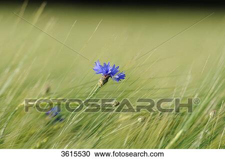 Stock Image - Cornflower (Centaurea cyanus) in barley field, close-up . Fotosearch