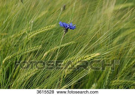 Cornflower (Centaurea cyanus) in barley field, close-up View Large Photo Image Stock Photo - Cornflower (Centaurea cyanus) in barley field, close-up . Fotosearch