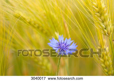 Stock Photo - Cornflower in a grain field, close-up . Fotosearch