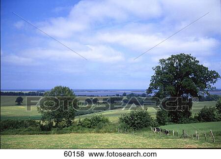 Stock Photo - Cow grazing in field . Fotosearch