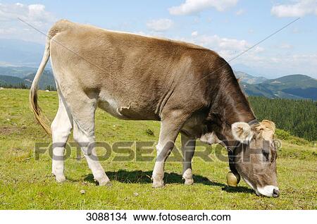 Cow grazing, Styria, Austria, side view View Large Photo Image Picture - Cow grazing, Styria, Austria, side view . Fotosearch