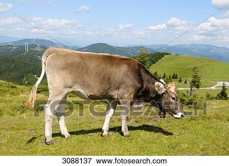 Cow grazing, Styria, Austria, side view View Large Photo Image Stock Photo - Cow grazing, Styria, Austria, side view . Fotosearch