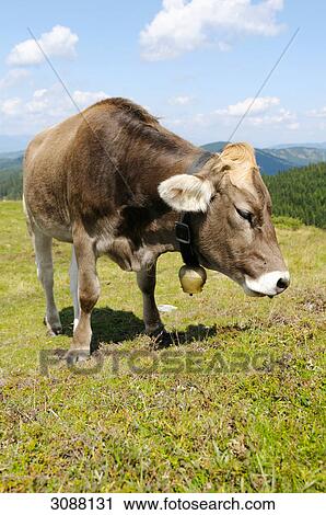 Cow grazing, Styria, Austria View Large Photo Image Stock Image - Cow grazing, Styria, Austria . Fotosearch