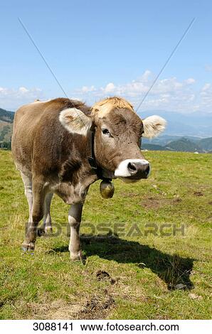 Stock Image - Cow on a meadow, Styria, Austria . Fotosearch
