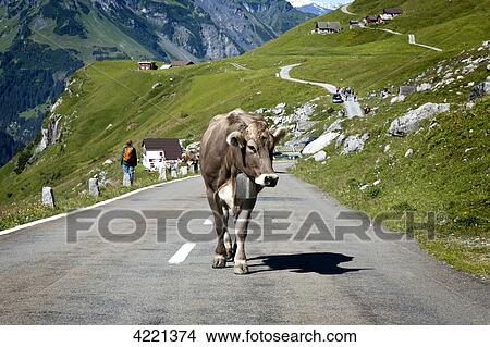 Picture - Cow on street, Klausenpass, Canton Glarus, Canton Uri, Switzerland . Fotosearch