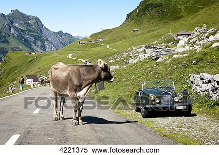Cow on street, Klausenpass, Canton Glarus, Canton Uri, Switzerland View Large Photo Image Stock Photography - Cow on street, Klausenpass, Canton Glarus, Canton Uri, Switzerland . Fotosearch