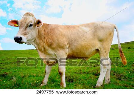 Cow standing in field, Styria, Austria View Large Photo Image Stock Photography - Cow standing in field, Styria, Austria . Fotosearch