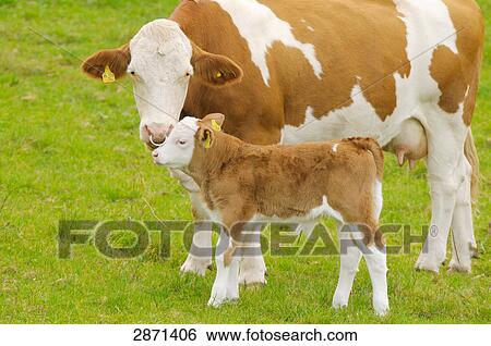 Stock Photograph - Cow standing with its calf in field, Franconia, Bavaria, Germany . Fotosearch