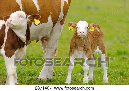 Stock Photo - Cow standing with its calves in field, Franconia, Bavaria, Germany . Fotosearch