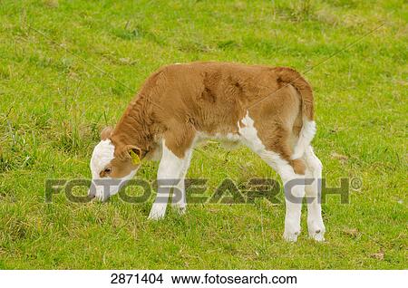 Cow's calf grazing grass in field, Franconia, Bavaria, Germany View Large Photo Image Picture - Cow's calf grazing grass in field, Franconia, Bavaria, Germany . Fotosearch