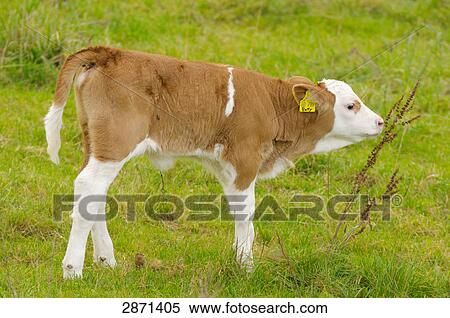 Stock Photography - Cow's calf standing in field, Franconia, Bavaria, Germany . Fotosearch