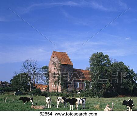 Cows in field, Suurhusen, East Frisia, Lower Saxony, Germany View Large Photo Image Picture - Cows in field, Suurhusen, East Frisia, Lower Saxony, Germany . Fotosearch