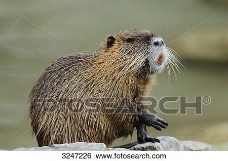 Stock Photograph - Coypu (Myocastor Coypus) sitting on a stone, close-up . Fotosearch